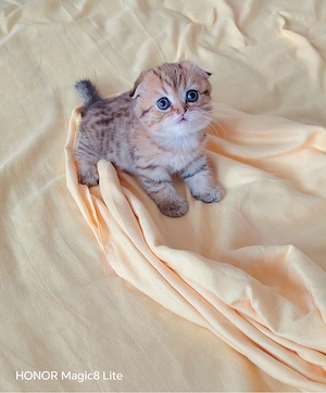 Fetita superba Scottish Fold
