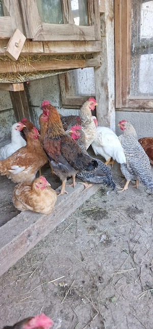 Cocoșei BIO