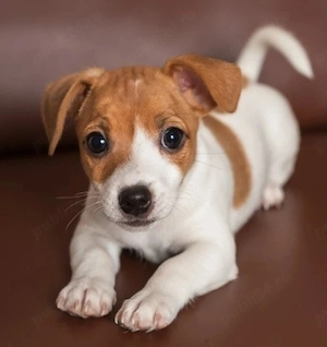 Jack Russell cu pedigree 