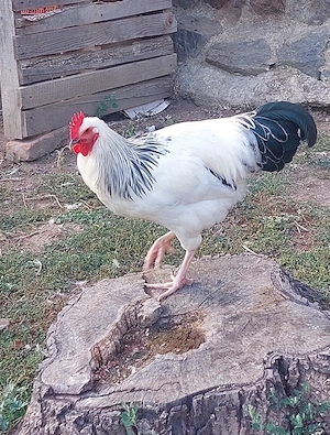 Cocos Sussex 2026 Mai