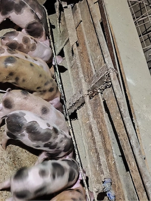 Purcei Pietrain   Duroc de vânzare!  - imagine 2