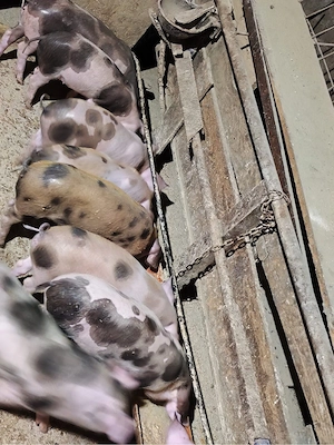 Purcei Pietrain   Duroc de vânzare!  - imagine 4