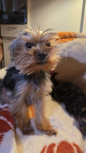 yorkshire terrier toy - imagine 5