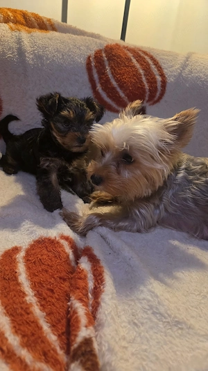 yorkshire terrier toy - imagine 4