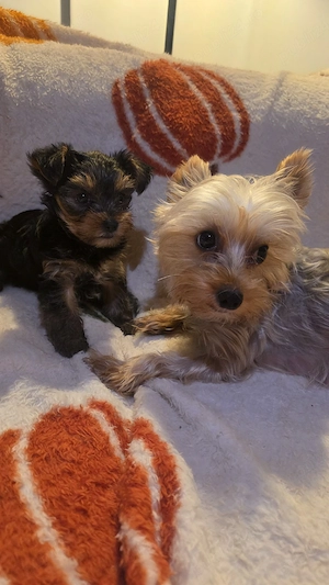 yorkshire terrier toy - imagine 3