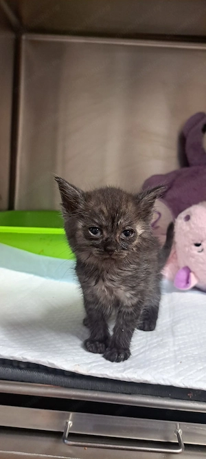 Koala caută familie foster - imagine 2