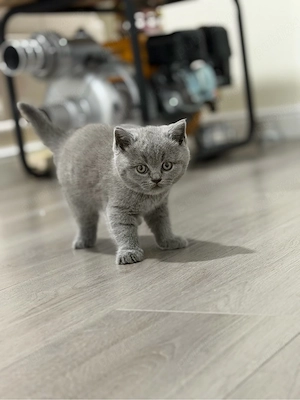 british shorthair blue  - imagine 2