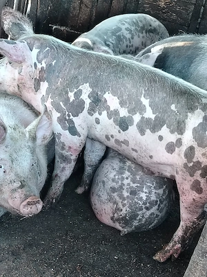  Vând porci 45 kg și 70, din rasele Marele Alb și Pietrain. - imagine 3