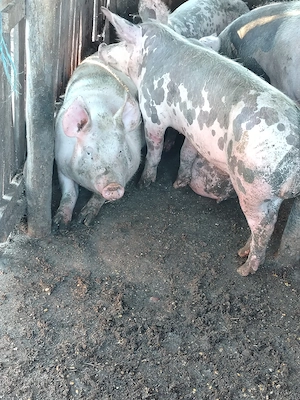  Vând porci 45 kg și 70, din rasele Marele Alb și Pietrain. - imagine 2
