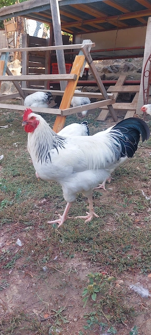 Cocos Sussex 2026 Mai