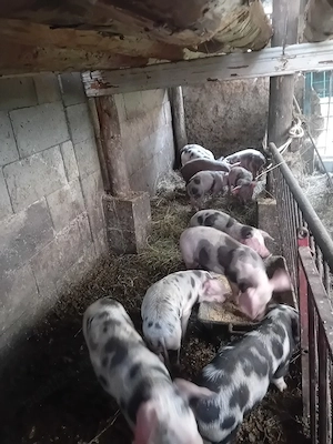 Soldani de carne,greutate 25 30kg - imagine 2