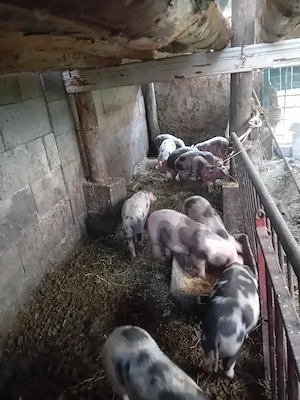 Soldani de carne,greutate 25 30kg - imagine 3