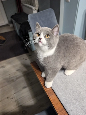 Pui british shorthair - imagine 4