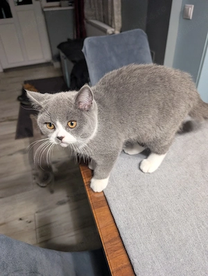 Pui british shorthair - imagine 5