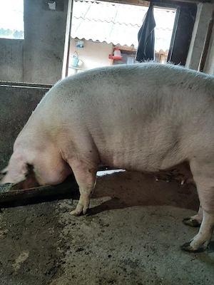 vând porc de carne - imagine 2