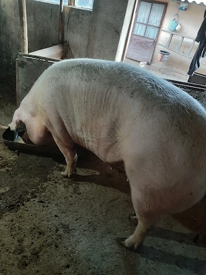 vând porc de carne - imagine 3