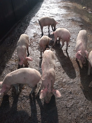 Vand purcei de Marele Alb cu Pietrain si 2 purcele castrate de 120+ kg 