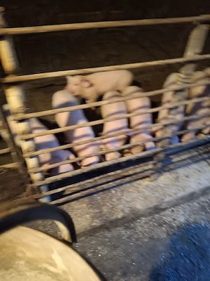 animale domestice 