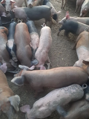 purcei 11 saptamani