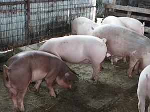 Porci 75-90 kg  - imagine 4