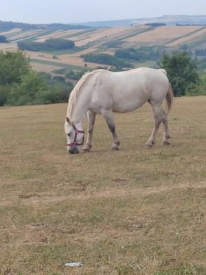Iapă de vânzare 