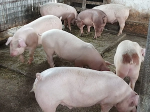 Porci 75-90 kg  - imagine 5