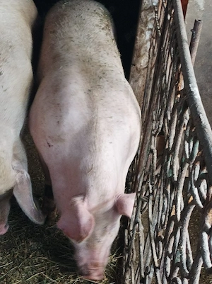 Porci 100-160 kg 