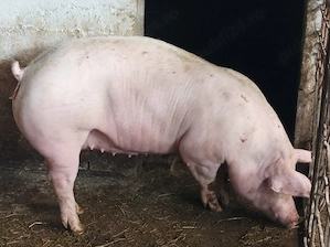 Porci 100-160 kg  - imagine 3