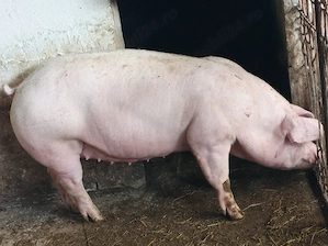 Porci 100-160 kg  - imagine 5