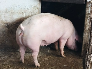 Porci 100-160 kg  - imagine 4