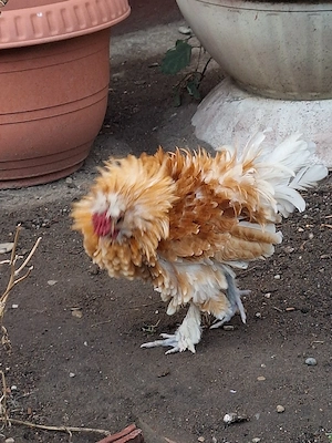 vind cocos paduana