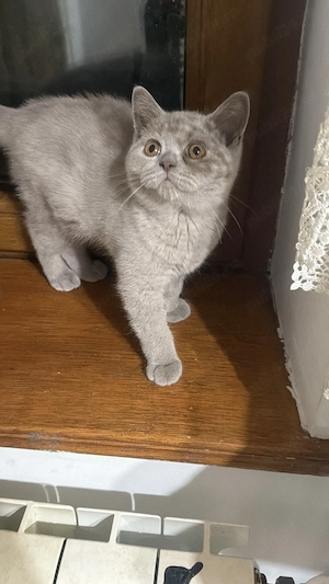 Baitel lila, cu pedigree, british shorthair  - imagine 3