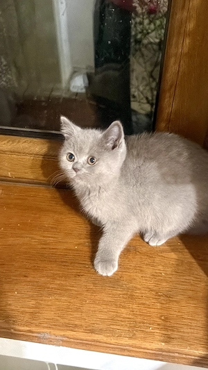 Baitel lila, cu pedigree, british shorthair  - imagine 2