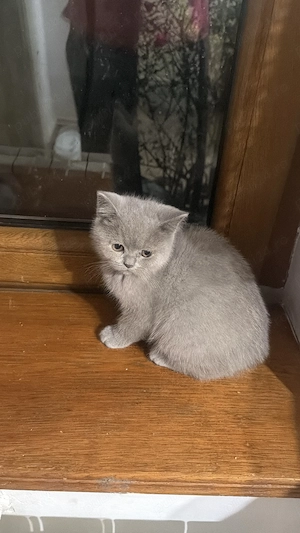Baitel lila, cu pedigree, british shorthair  - imagine 4