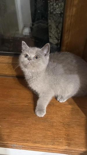 Baitel lila, cu pedigree, british shorthair 