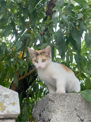 Pisicuta in varsta de 2 luni pentru adoptie - imagine 4