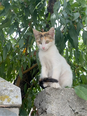 Pisicuta in varsta de 2 luni pentru adoptie - imagine 5