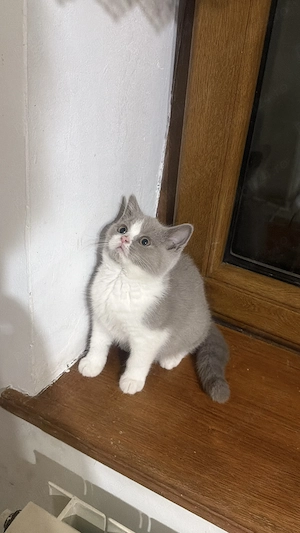 Fetița, cu pedigree, British shorthair, bicolor lila cu alb  - imagine 2