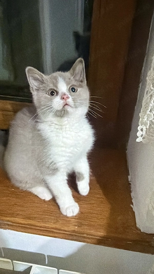 Fetița, cu pedigree, British shorthair, bicolor lila cu alb  - imagine 5