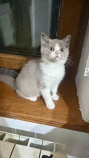 Fetița, cu pedigree, British shorthair, bicolor lila cu alb  - imagine 4