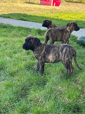 Catei presa canario