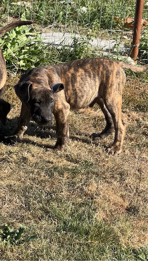 Catei presa canario - imagine 3