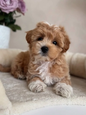 Maltipoo puișori