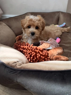 Maltipoo puiuți superbi