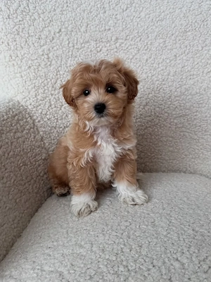 Maltipoo puiuți superbi - imagine 3