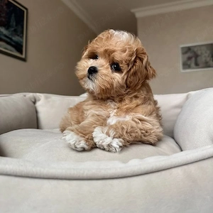 Maltipoo cățeluși superbi 