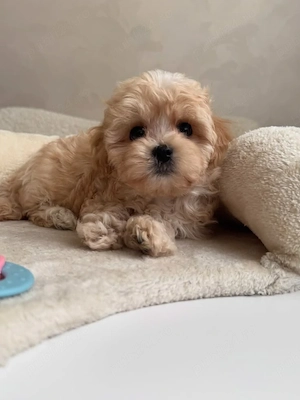Maltipoo puiuți