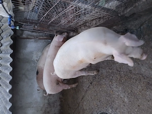 Porci crescuti in gospodarie diferite greutati