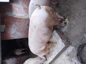 Porci crescuti in gospodarie diferite greutati - imagine 2