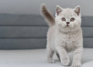 British Shorthair Lilac - imagine 3